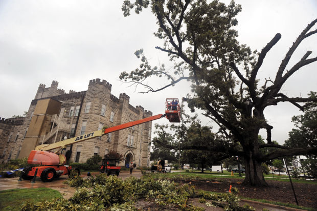 EIU Old Main Tree 08/08/14